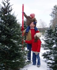 Cut-Your-Own-Christmas-Tree Farms on Long Island